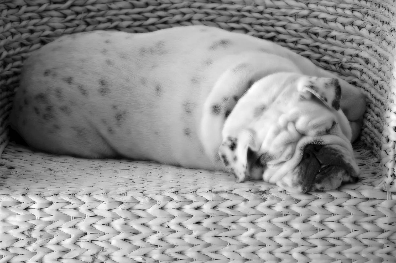 Snoozing