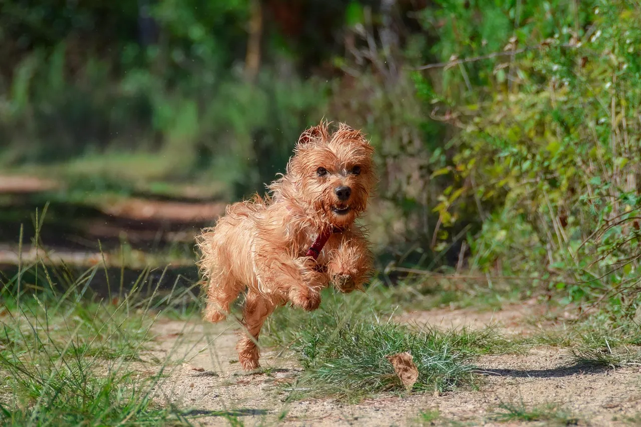 Dog