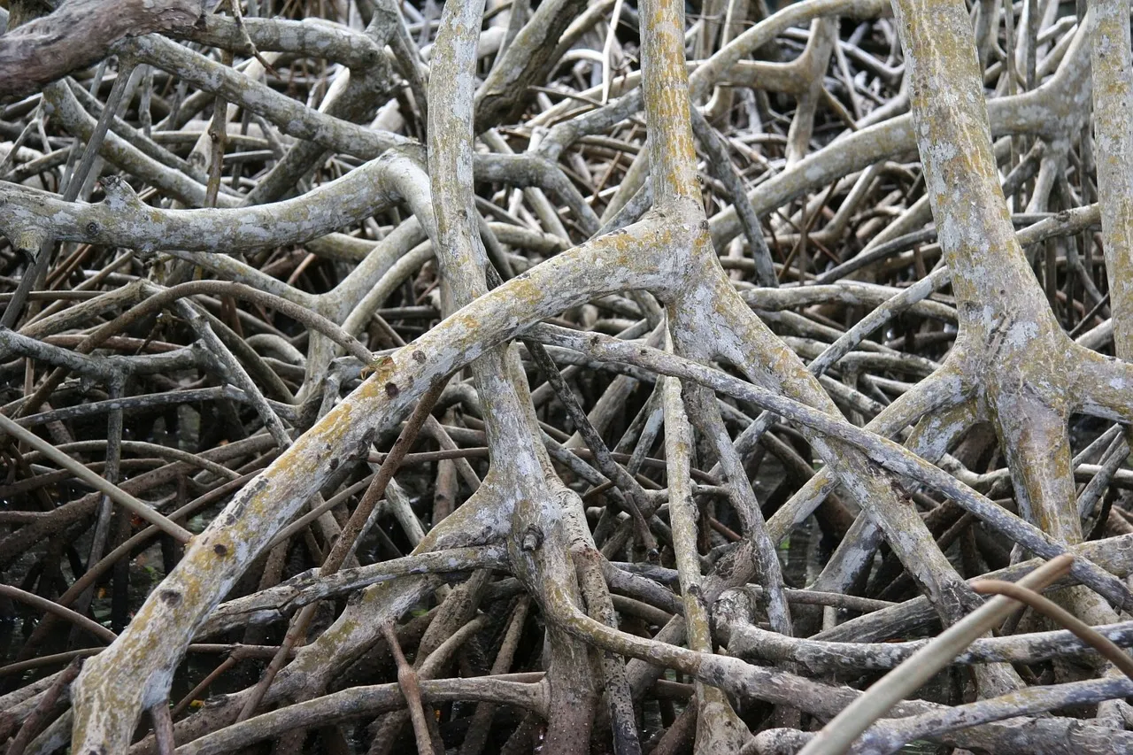 Roots