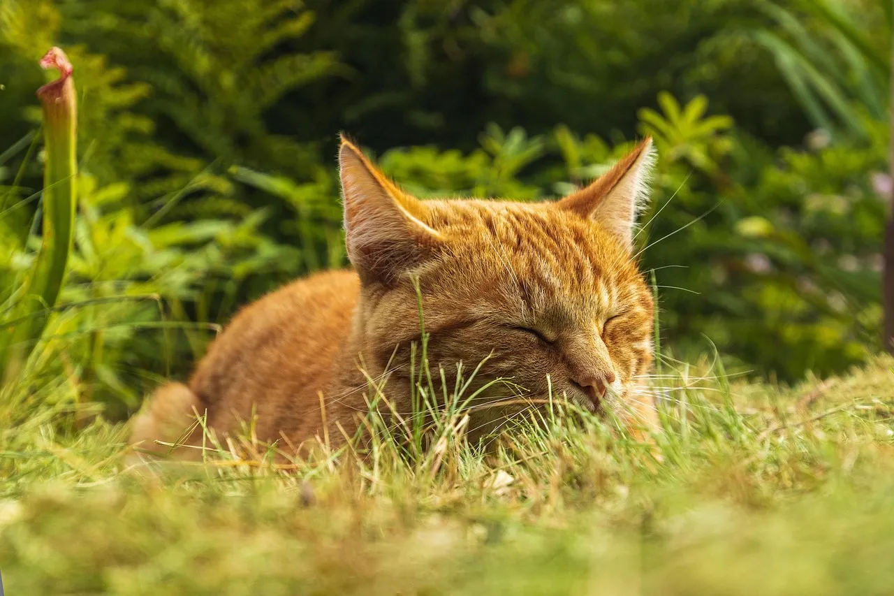 Cat nap (Ten Ways Procrastination Can Help You Succeed)