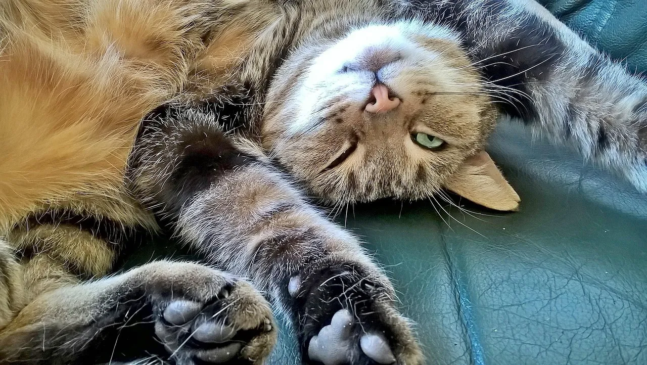 Morning Beans Blog