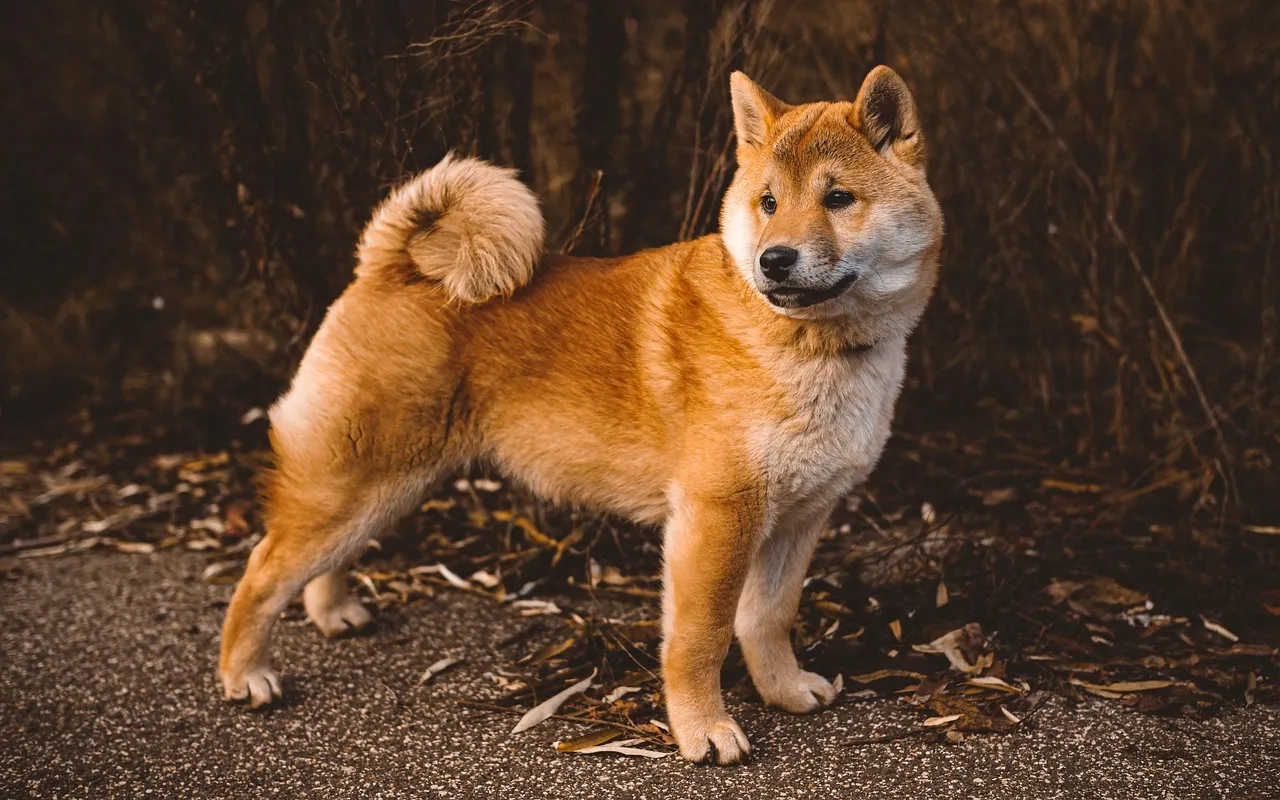 Sparky