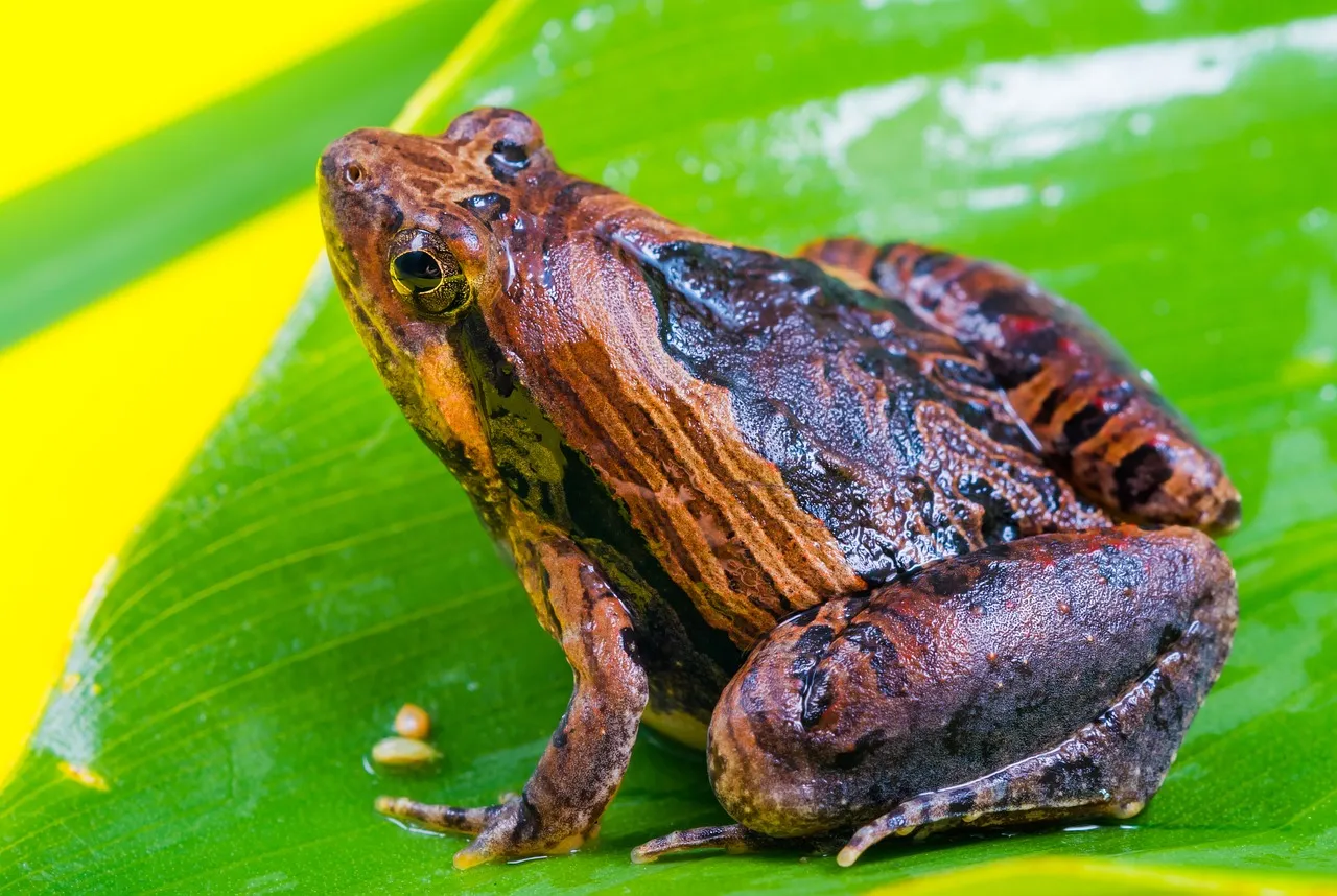 frog aerobics