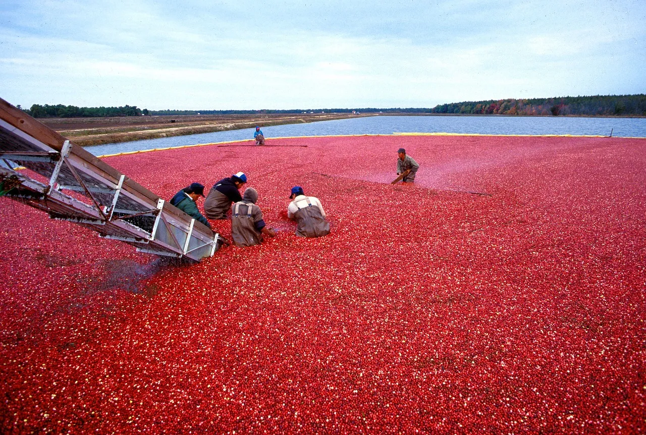 The best cranberry relish is also the easiest.