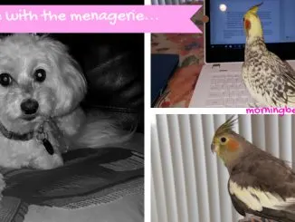 Pets enhance life
