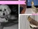 Pets enhance life